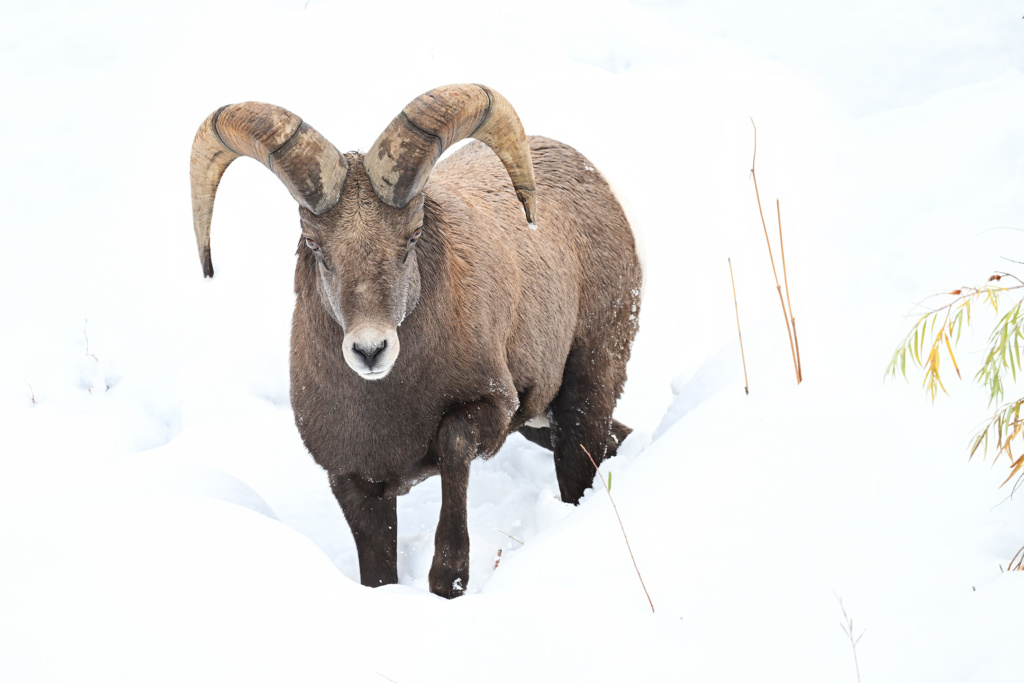 Bighorn Sheep