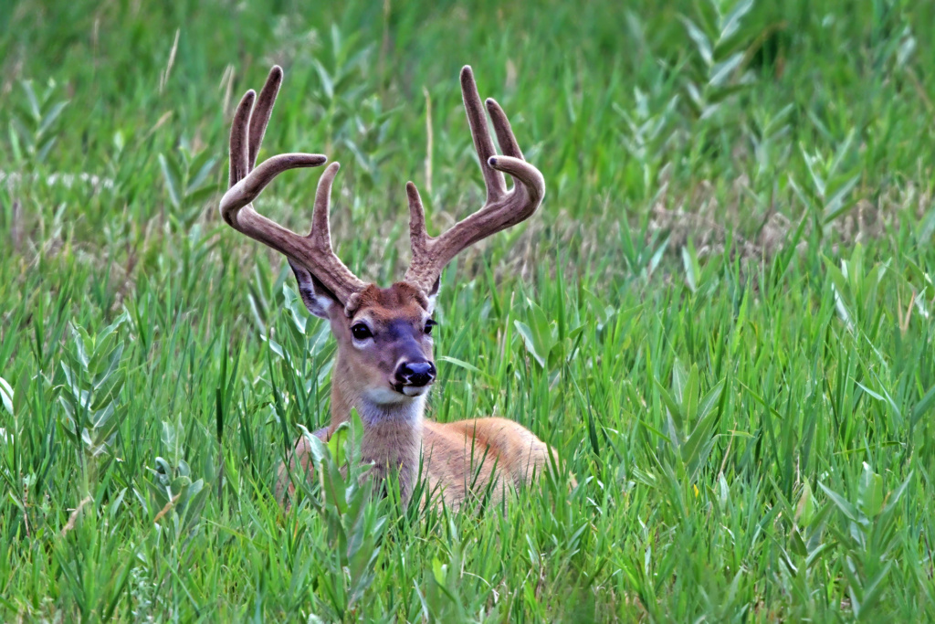 White-tailed Deer