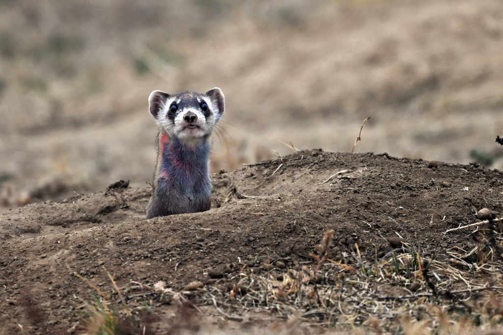 Black-footed Ferret