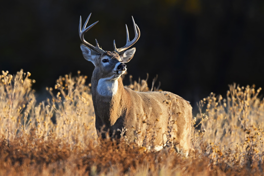 White-tailed Deer