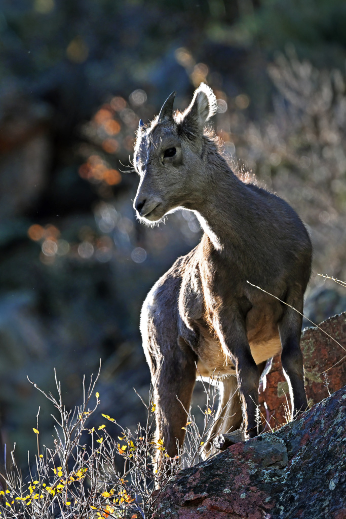 Bighorn Sheep