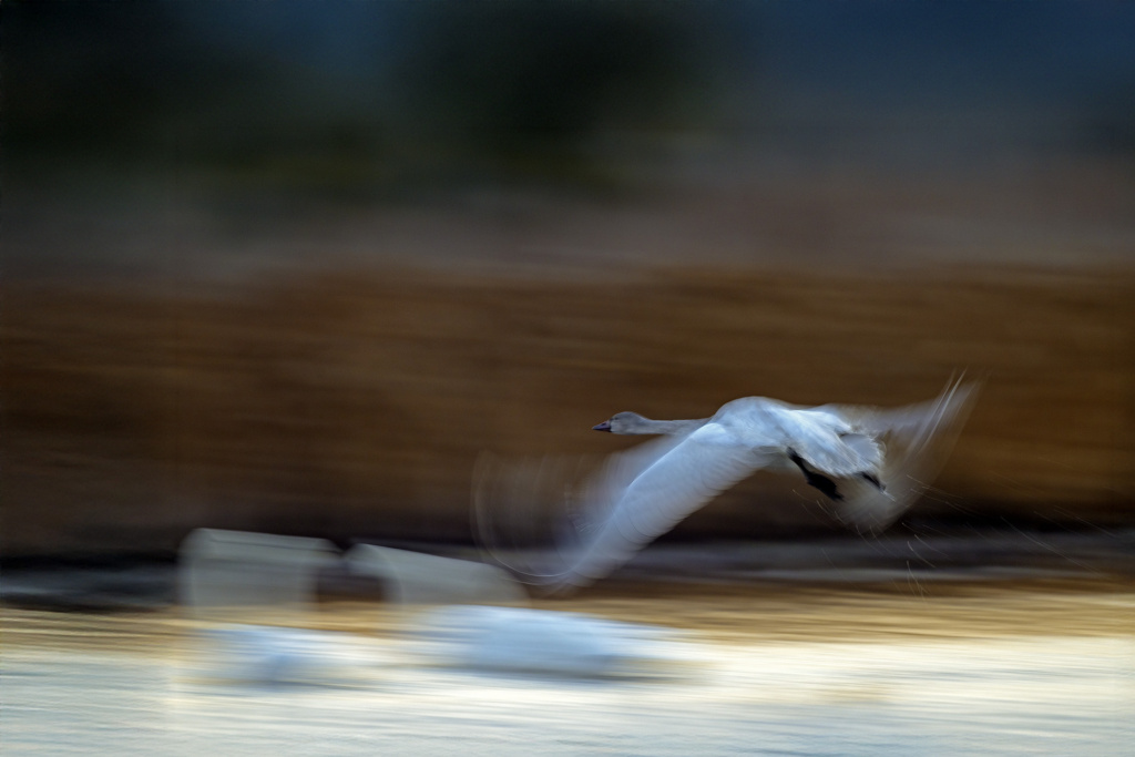 Tundra Swans