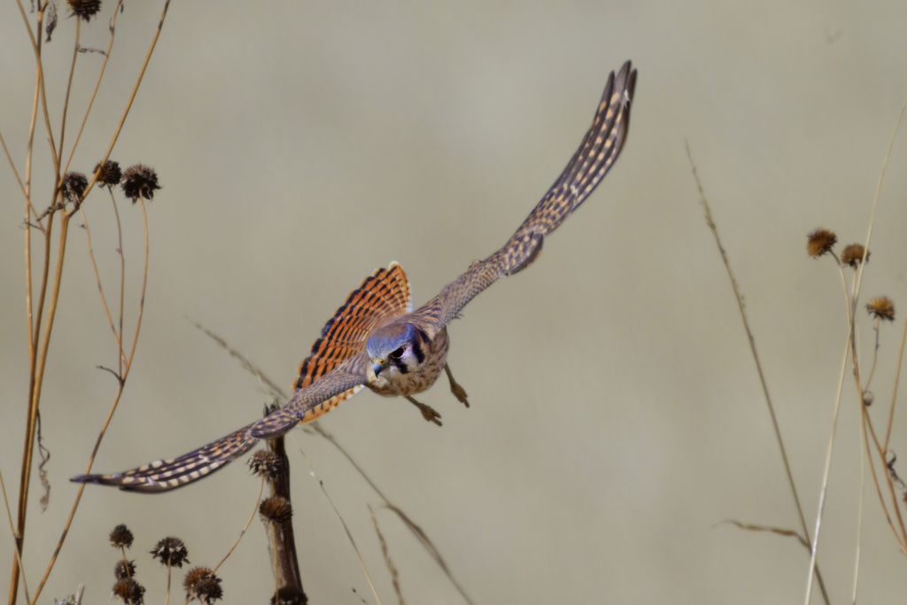 Merlin