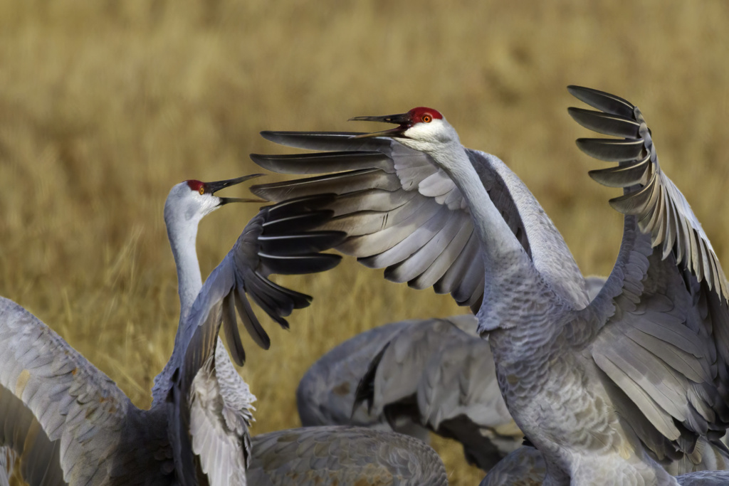 Sandhill Cranes