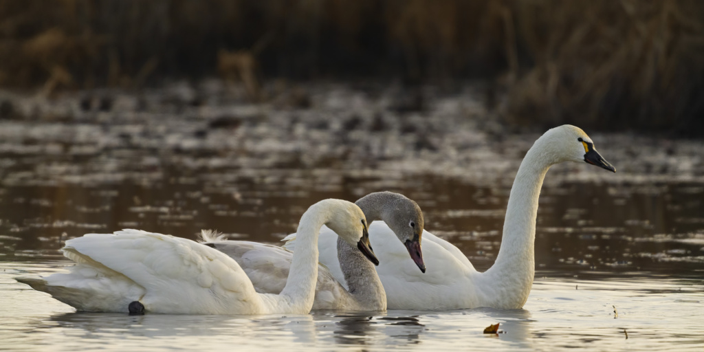 Tundra Swans