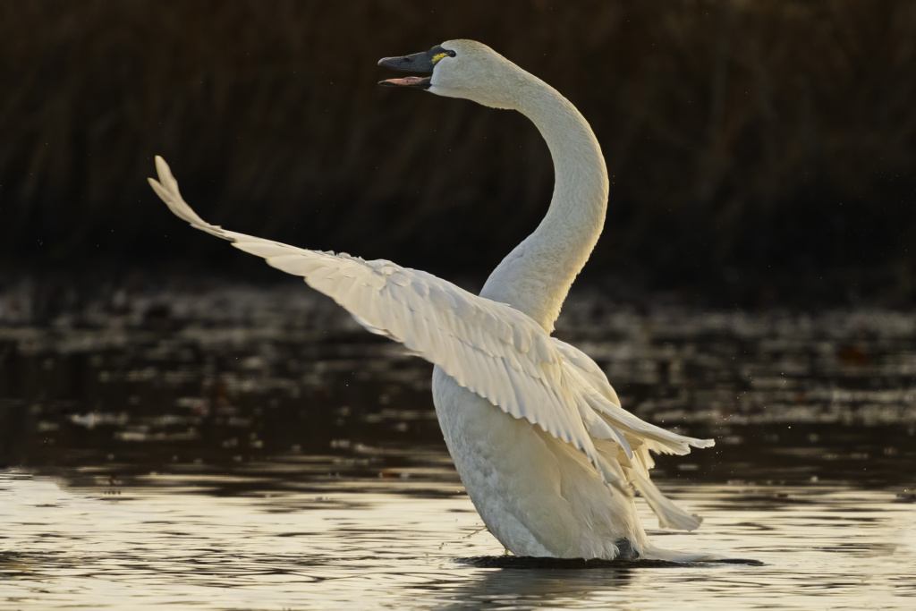 Tundra Swan