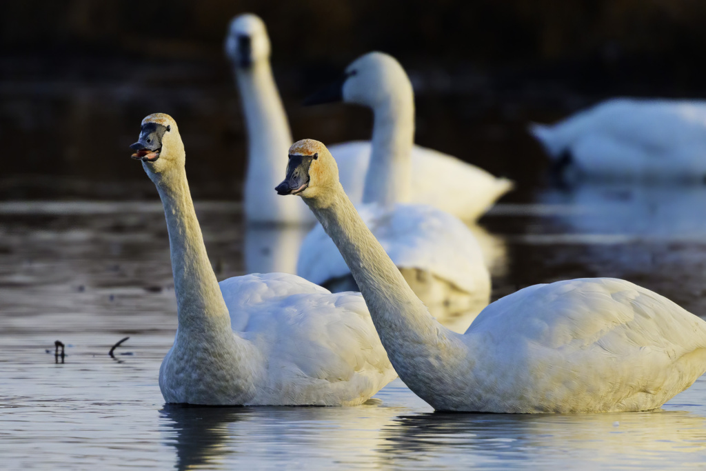 Tundra Swans