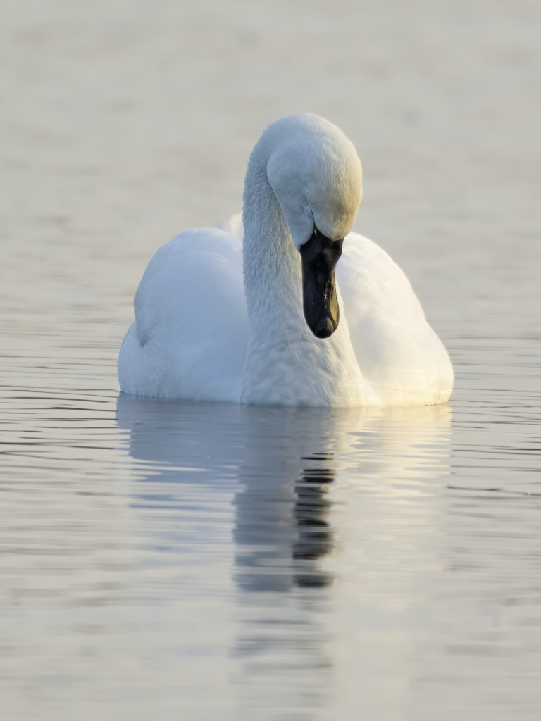 Tundra Swan