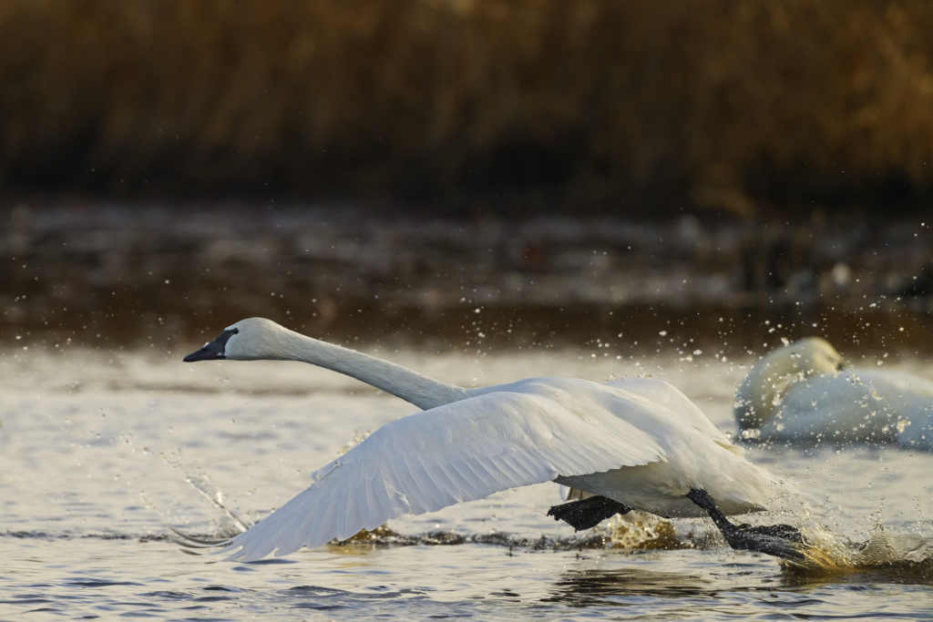 Tundra Swan