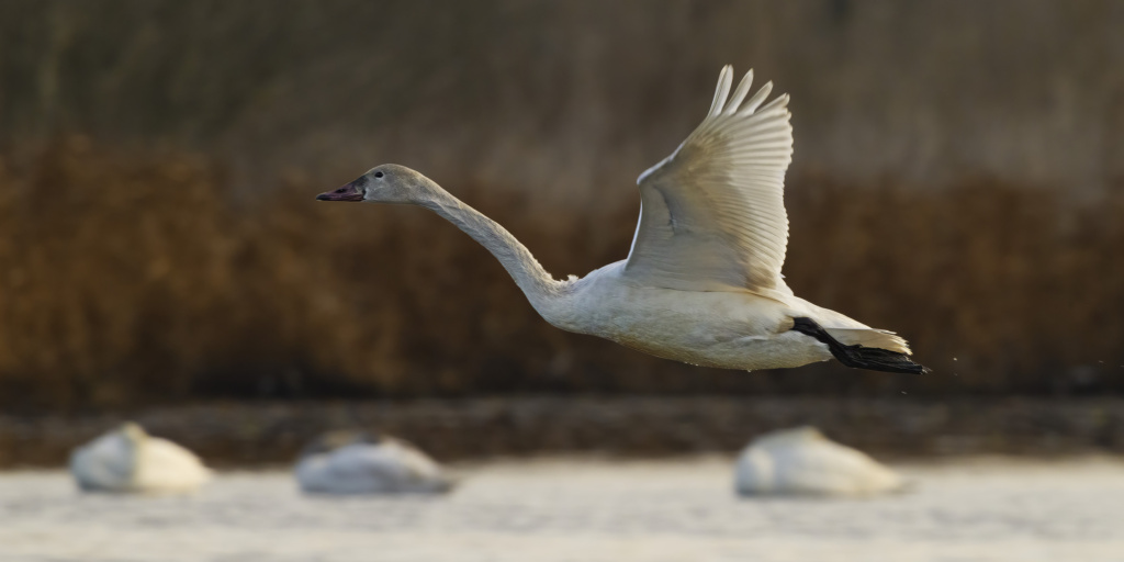 Tundra Swan juvenile