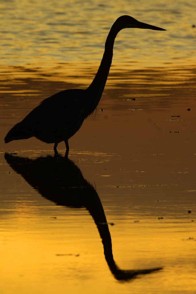 Great Blue Heron