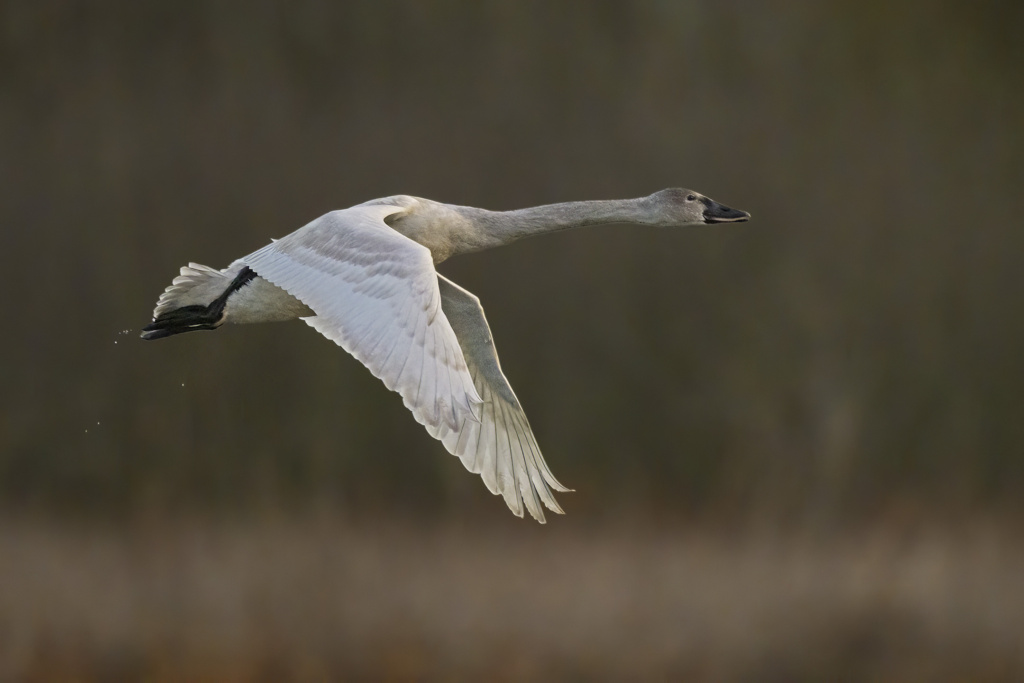 Tundra Swan juvenile