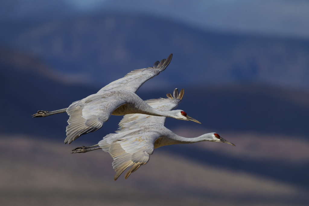 Sandhill Cranes