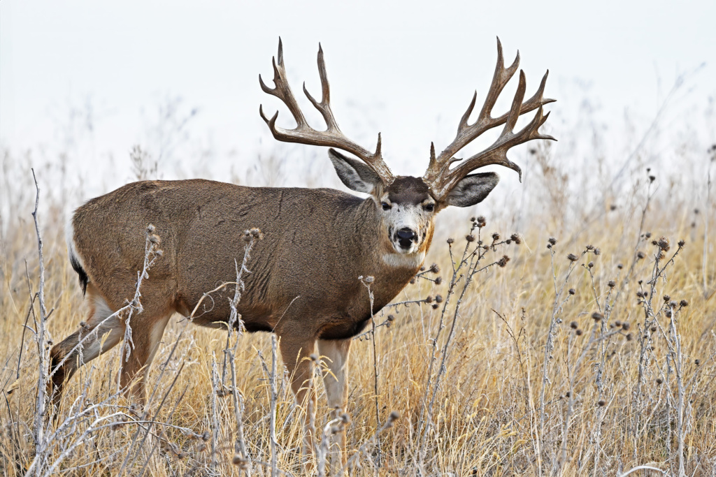 Mule Deer