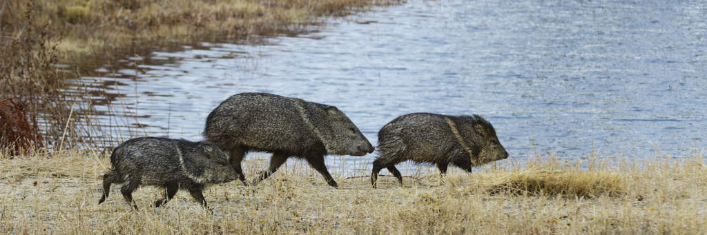 Javalinas