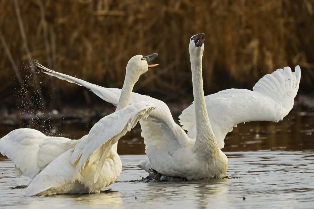 Tundra Swans