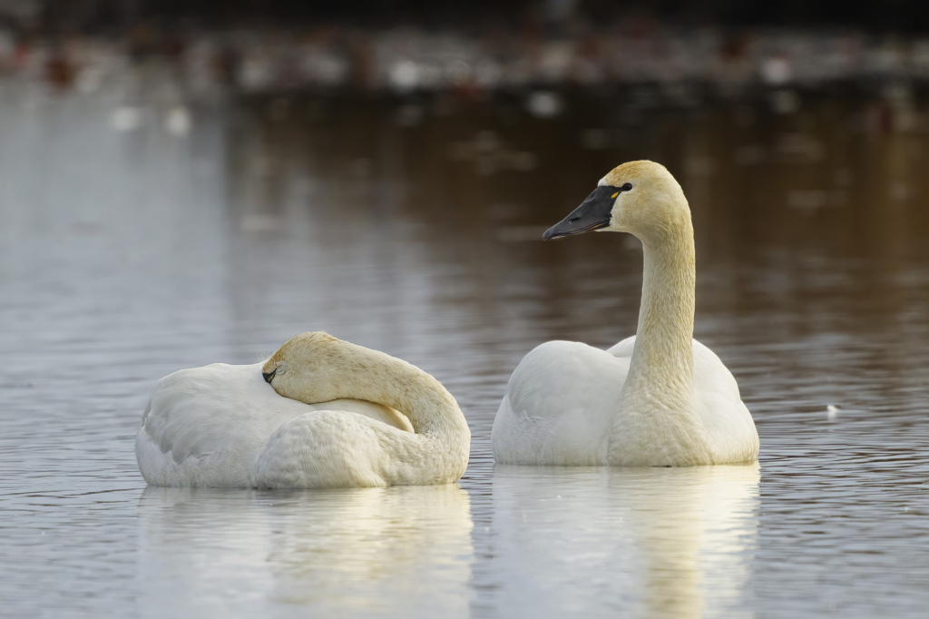 Tundra Swans