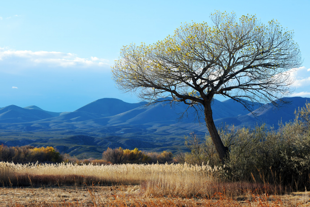 Bosque del Apache