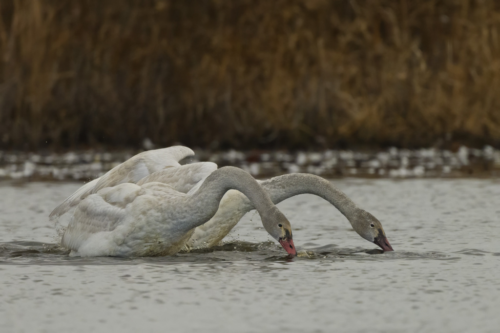 Tundra Swan juveniles