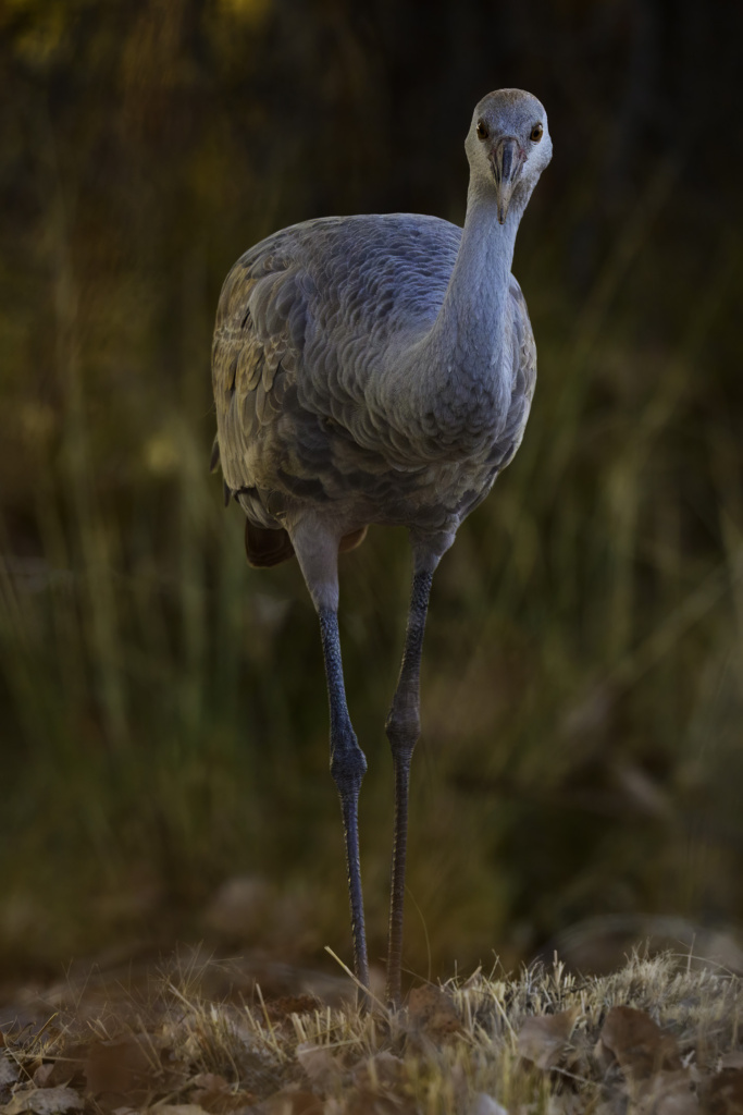 Sandhill Crane juvenile