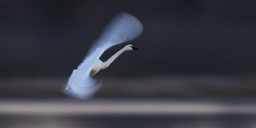 Tundra Swan