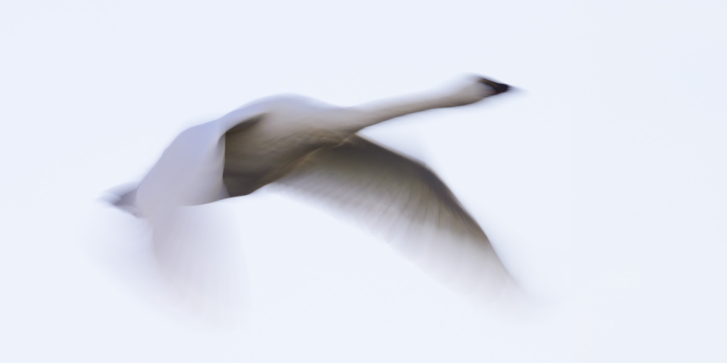 Tundra Swan