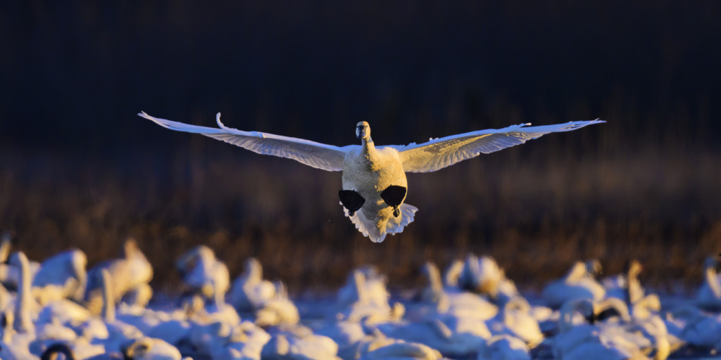 Tundra Swans