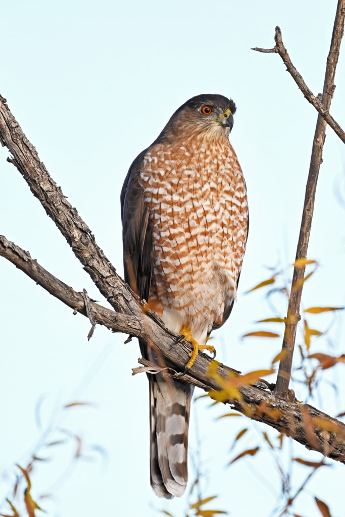 Coopers Hawk