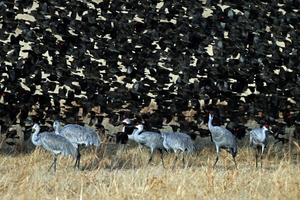 Sandhill Cranes