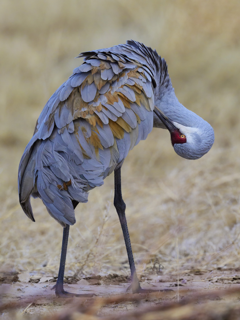 Sandhill Cranes