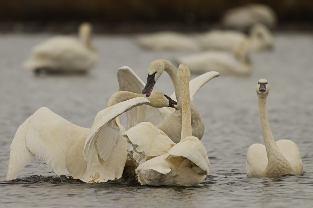 Tundra Swans