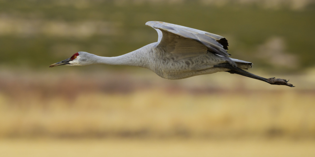 Sandhill Crane