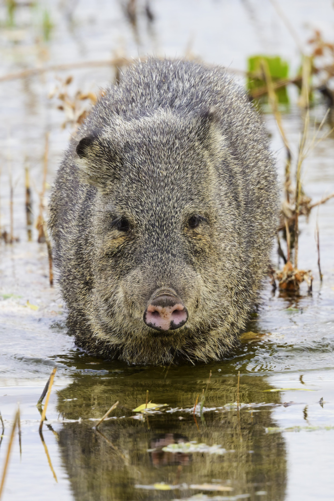 Javalina