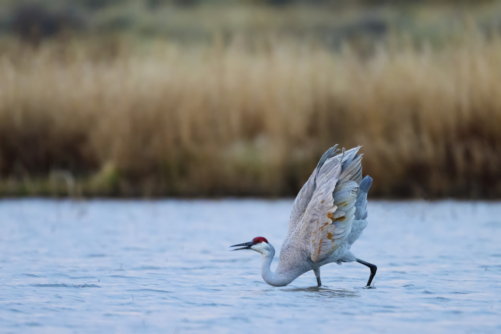 Sandhill Crane