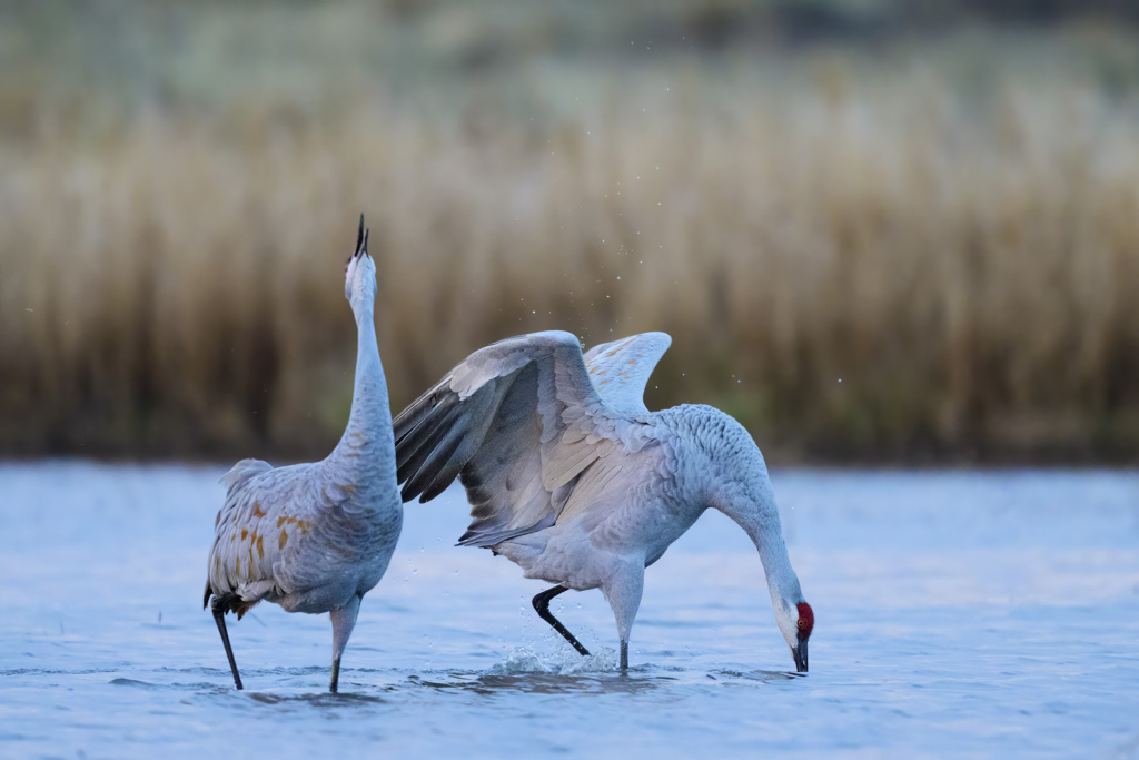 Sandhill Crane