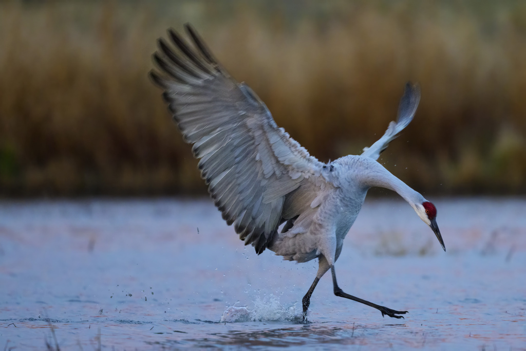 Sandhill Crane dancing