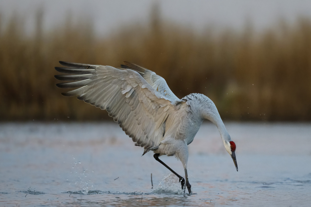 Sandhill Crane