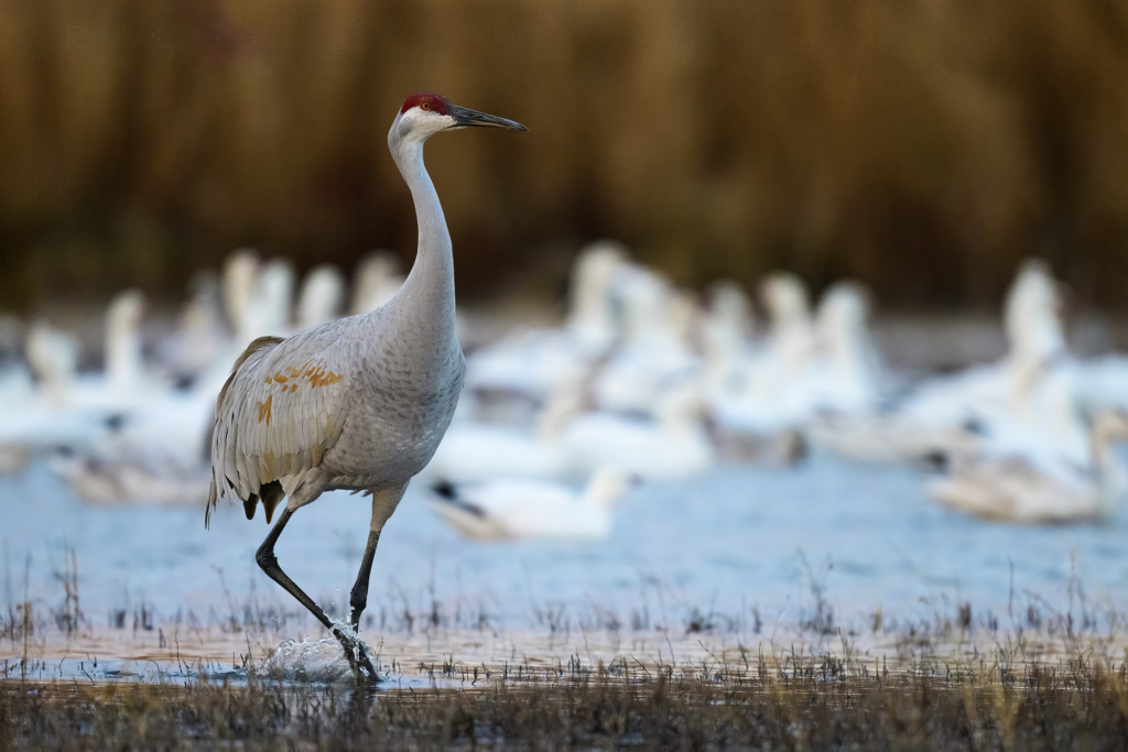 Sandhill Crane