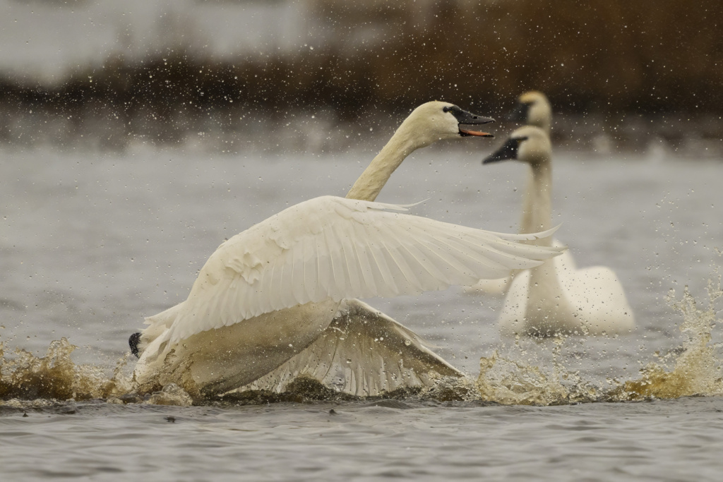 Tundra Swans