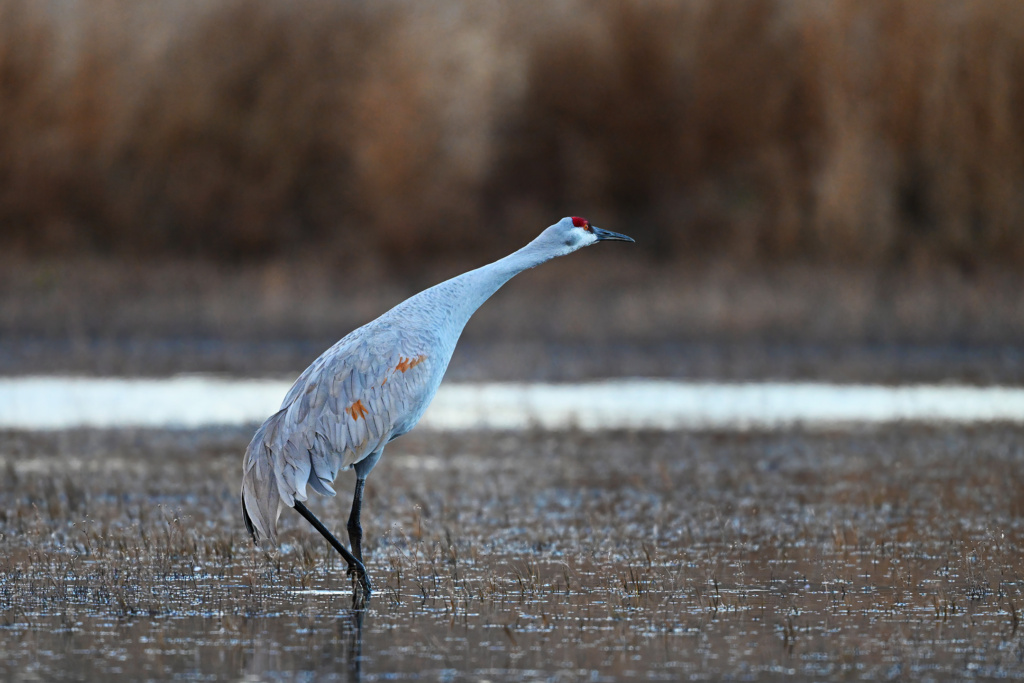 Sandhill Crane