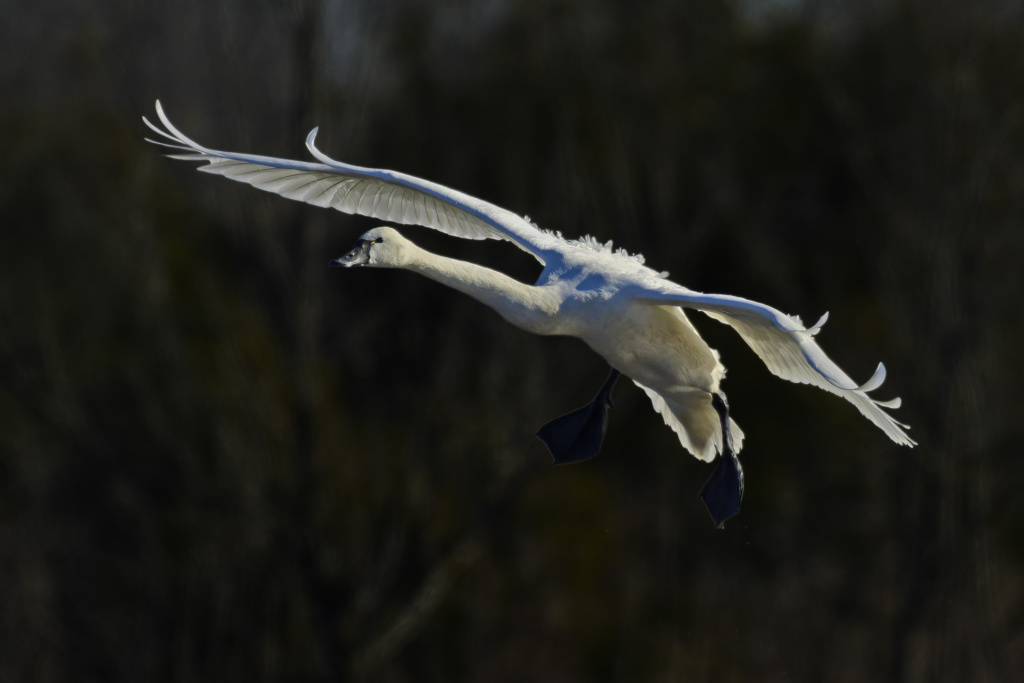 Tundra Swan