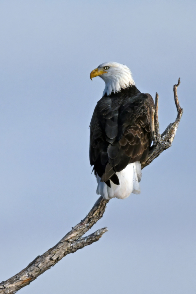 Bald Eagle