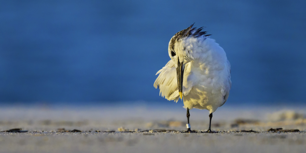 Sandwich Tern