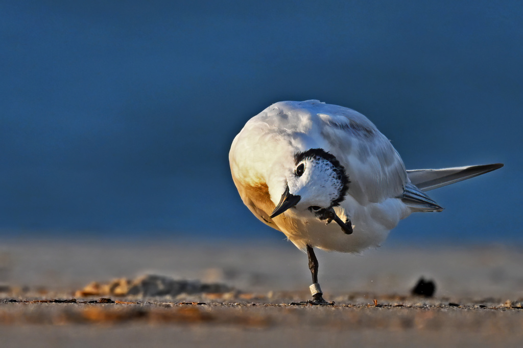 Gull Billed Tern