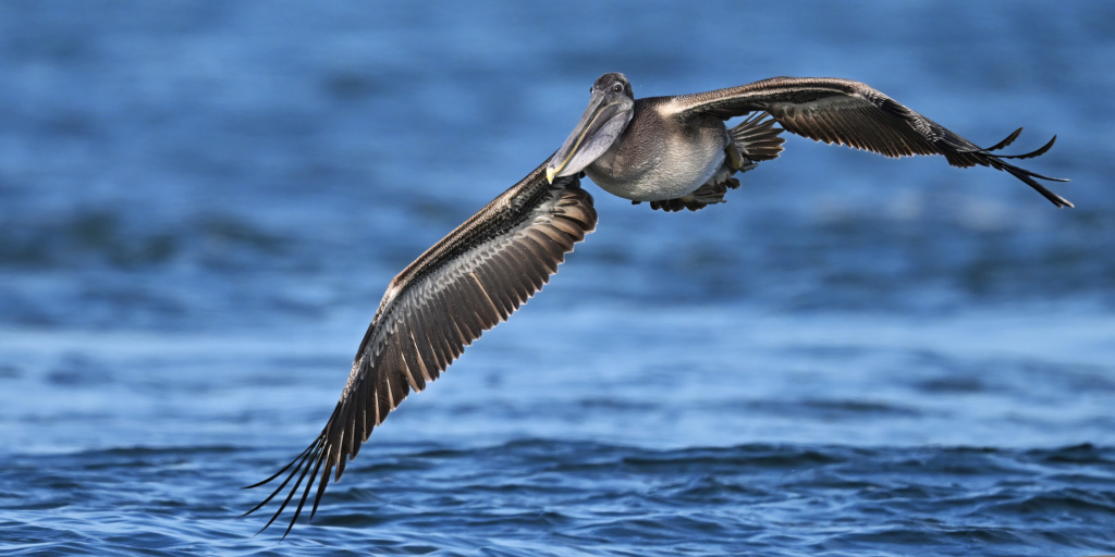 Brown Pelican