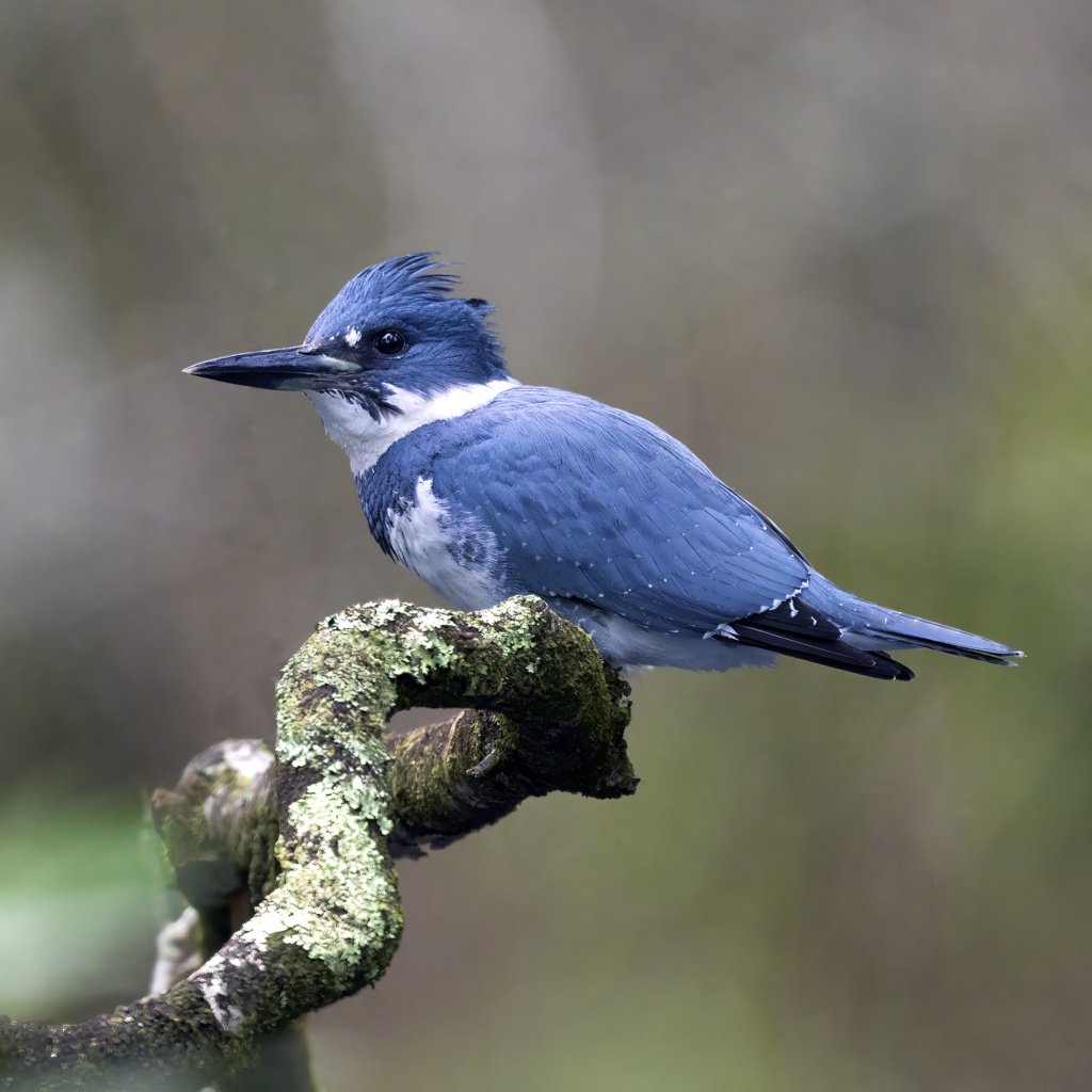 Belted Kingfisher