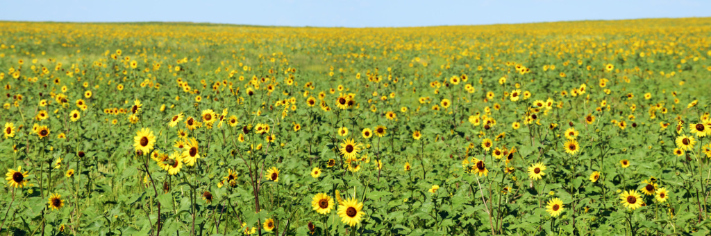 Sunflowers